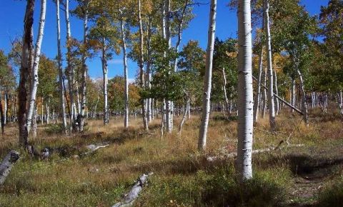 Ranch / Farm $184,000