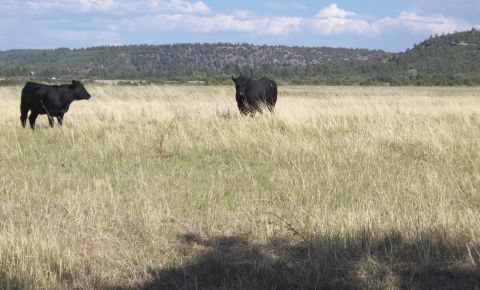 Ranch / Farm $239,000